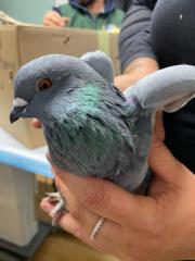 Fundtier Tier-ID 23545