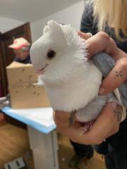 Fundtier Tier-ID 23546