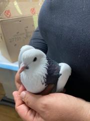 Fundtier Tier-ID 23547