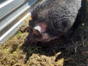 Fundtier Tier-ID 25620