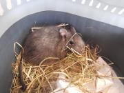 Fundtier Tier-ID 26813