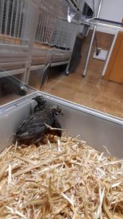 Fundtier Tier-ID 27114