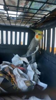 Fundtier Tier-ID 30114