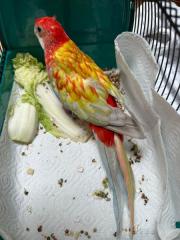 Fundtier Tier-ID 32780