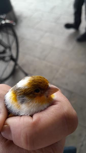 Kanarienvogel