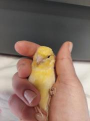 Fundtier Tier-ID 31713