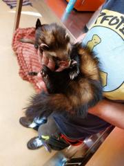 Fundtier Tier-ID 38876