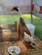 Fundtier Tier-ID 25619