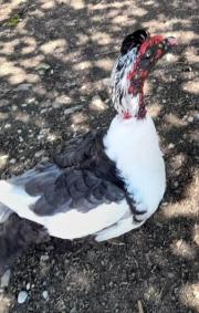 Fundtier Tier-ID 25104