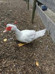 Fundtier Tier-ID 26434