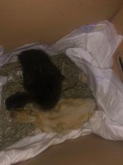 Fundtier Tier-ID 21266