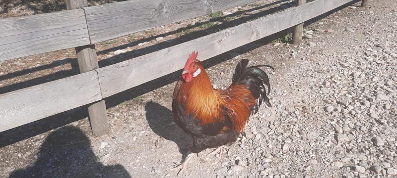 Fundtier Tier-ID 22185