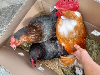 Fundtier Tier-ID 22307