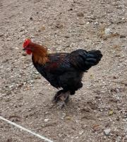 Fundtier Tier-ID 23182