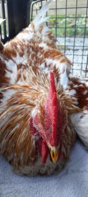 Fundtier Tier-ID 22915