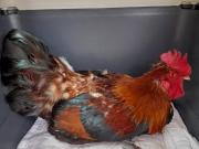 Fundtier Tier-ID 21780