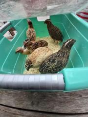 Fundtier Tier-ID 22245