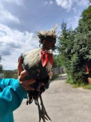 Fundtier Tier-ID 25818