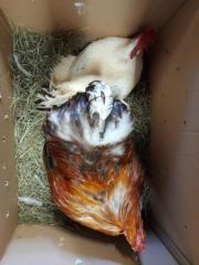 Fundtier Tier-ID 26568