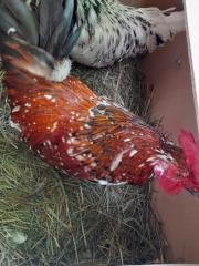 Fundtier Tier-ID 26557