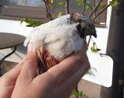 Fundtier Tier-ID 24856