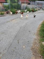 Fundtier Tier-ID 26160