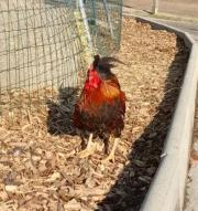 Fundtier Tier-ID 24811