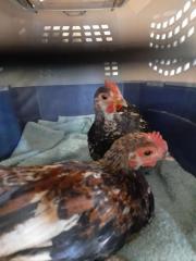 Fundtier Tier-ID 26429