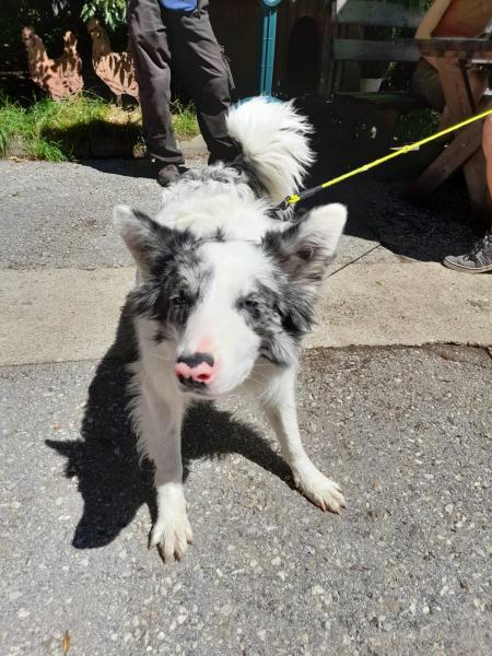Border Collie