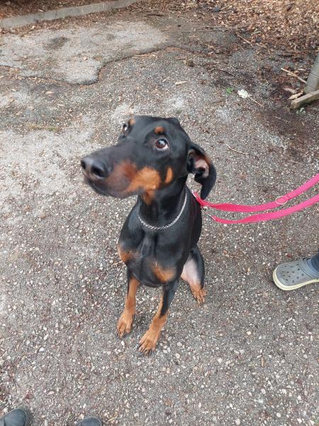 Dobermann