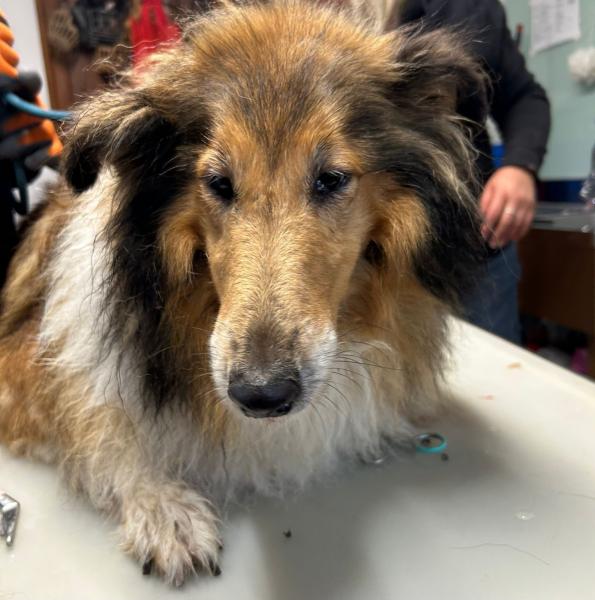 Collie