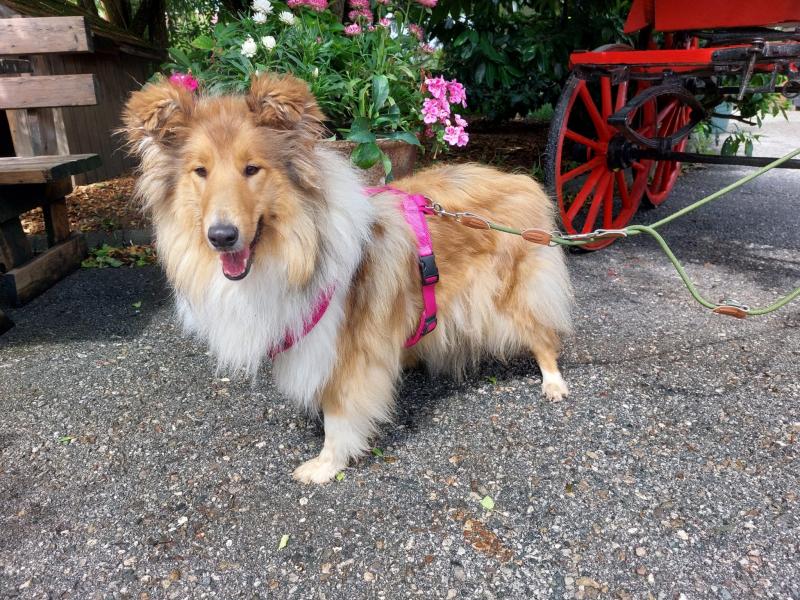 Collie