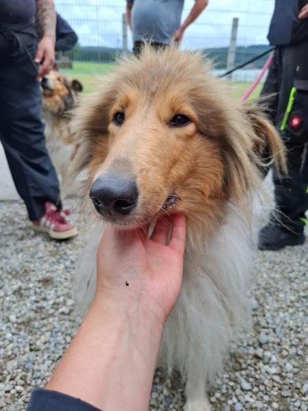 Collie