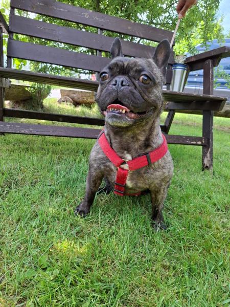 Bulldogge
