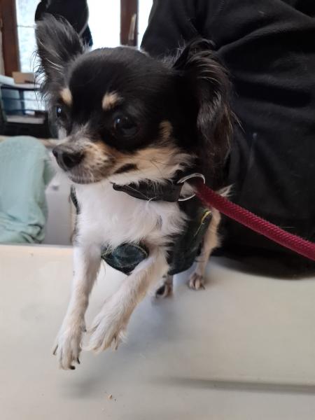Chihuahua