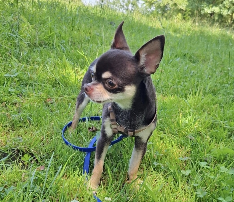 Chihuahua