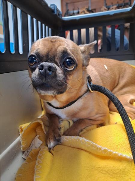 Chihuahua