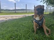 Fundtier Tier-ID 38618