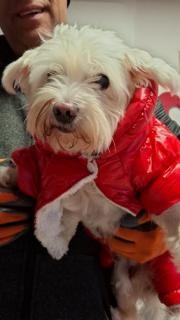 Fundtier Tier-ID 38747