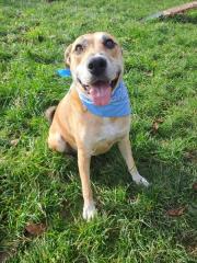 Fundtier Tier-ID 38584