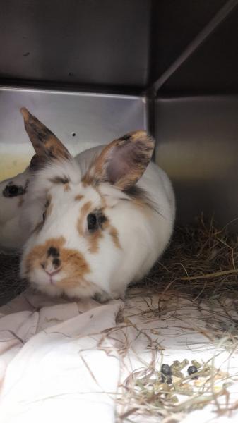 Kaninchen