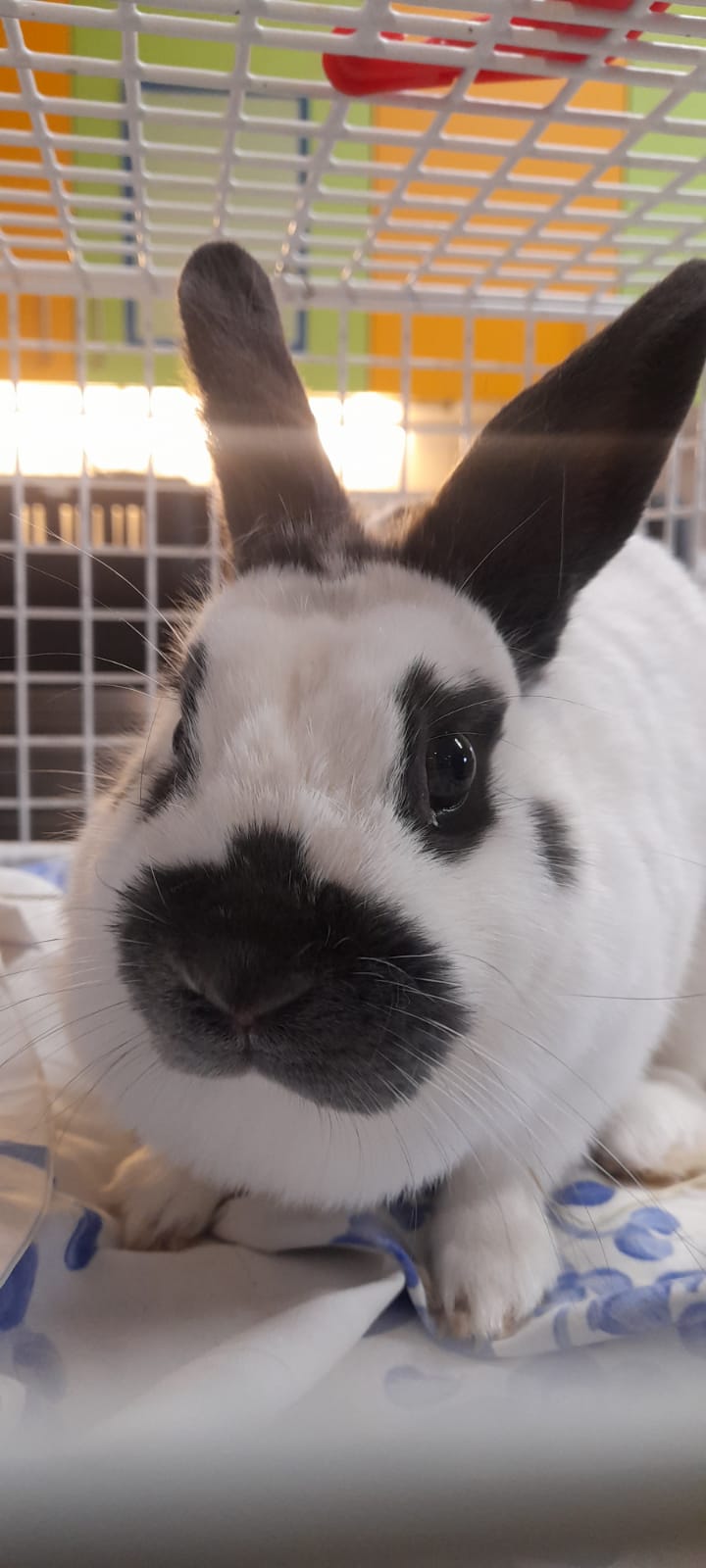 Kaninchen