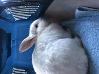 Fundtier Tier-ID 22070