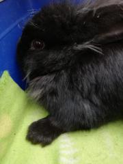 Fundtier Tier-ID 23697