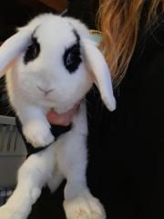 Fundtier Tier-ID 24033