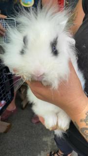 Fundtier Tier-ID 21775