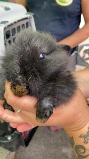 Fundtier Tier-ID 21777