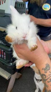 Fundtier Tier-ID 21742