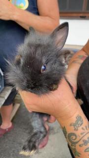 Fundtier Tier-ID 21739