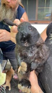 Fundtier Tier-ID 21772